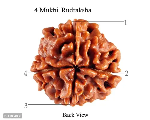 Raviour Lifestyle 4 Mukhi Original & Natural 4 Face Pure Siddha Nepali Rudraksha Bead-thumb2