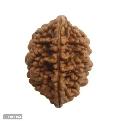 Raviour Lifestyle 2 Mukhi Nepali Rudraksha, 2 Faced Nepali Rudraksha, 2 mukhi Nepali Rudraksha Bead for Astrological Benefits-thumb2