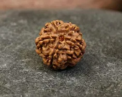 Raviour Lifestyle 5 Faced Nepali Rudraksha/Paanch Mukhi Nepali Rudraksha/Five Faced Nepali Rudraksha for Astrological Benefits-thumb3