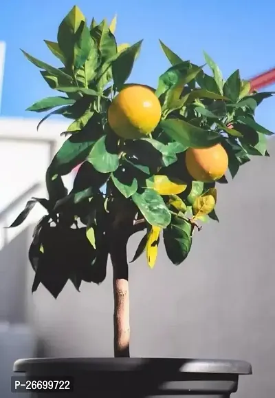 Orange Lemon Plant - Pack Of 1-thumb0