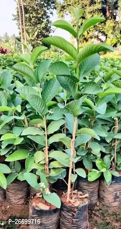 Taiwan Pink Guava Plant - Pack Of 1-thumb0