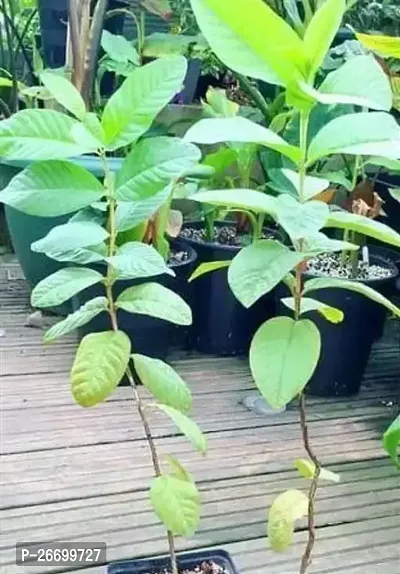 Healthy Keji Guava Plant - Pack Of 1-thumb0