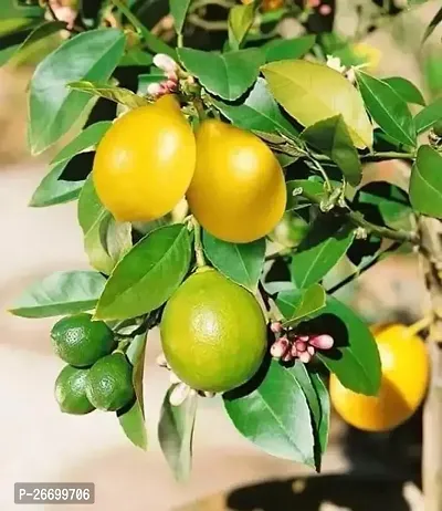 Meyer Lemon Plant - Hybrid,Pack Of 1-thumb0