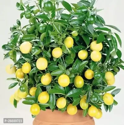 Pati Lemon Plant - Pack Of 1-thumb0