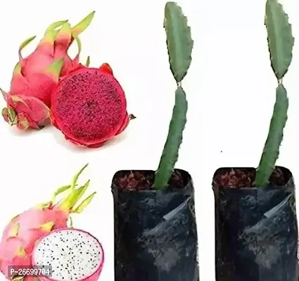 Dragon Fruit Plant - Hybrid, Pack Of 2