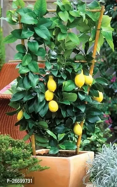 Healthy Green Lemon/Lebu Plant - Pack Of 1-thumb0