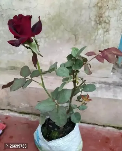 Rose Plant - Pack Of 1-thumb0