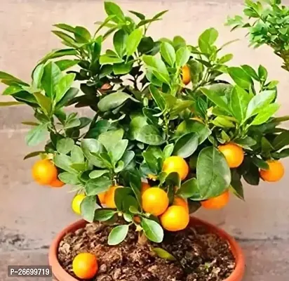 Nagpur Grafted Orange Lemon Plant - Pack Of 1-thumb0