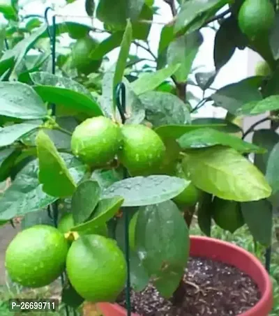 Nimbu Plant - Pack Of 1-thumb0