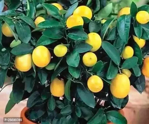 Orginal Hybrid Lemon Plant - Pack Of 1-thumb0