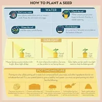 30 Varieties of Vegetable Seeds Combo Pack-thumb1