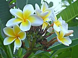 Xetomos Golainchi Golachin Essential 30 Ml Plumeria acuminata,Frangipani, Plumeria, Khagi leihao angouba, Kathgolop, Nela sampangi, Deva Ganugala,Chaempae Gulancha-thumb1