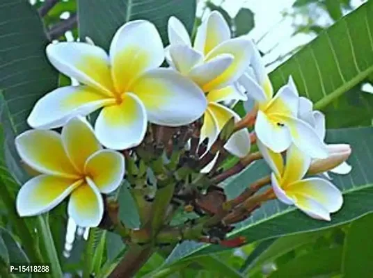 Xetomos Golainchi Golachin Essential 30 Ml Plumeria acuminata,Frangipani, Plumeria, Khagi leihao angouba, Kathgolop, Nela sampangi, Deva Ganugala,Chaempae Gulancha-thumb2