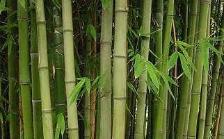 Xetomos Baans Essential Oil 30 ml Drepanostachyum intermedium,Intermediate Cane Bamboo, Lik , Nigalo baans, Tite nigalo, Baans-thumb1