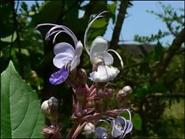 Xetomos Bharangi Baranghi Essencial oil 30 ml Clerodendrum serratumTurk's turban moon Beetle killer Blue gloryKankabharani Baman hatee Bhumijam Gantubarangee Cheruteku Canttubrarangee-thumb1