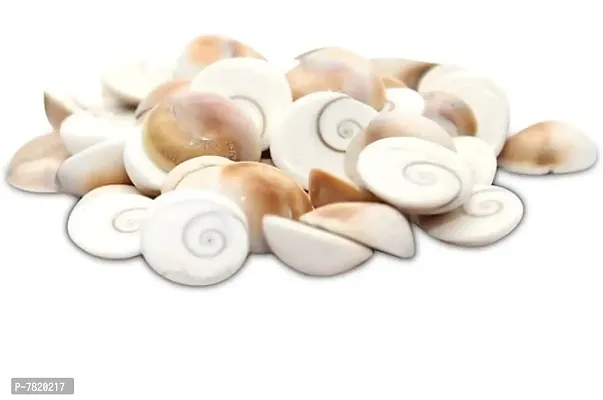 Pack Of 101 Pcs Gaumti/gomti/gomati Chakra Decorative Sea Shell Stoneware for Lakshmi Pooja Brings Prosperity, Happiness, Good Health  Wealth, Protect Children from Evil Effects and Increasing Your S