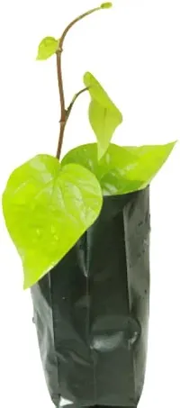 Banarasi Maghai Paan Plant|-thumb1