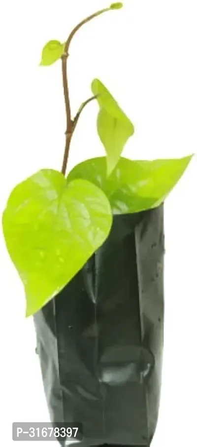 Banarasi Maghai Paan Plant|-thumb2