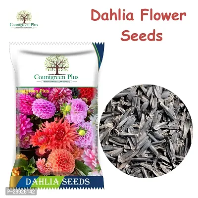 Countgreen Plus Dahlia Mixed Flower Seeds for Home and Garden Seed  (200 per packet)-thumb0