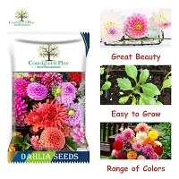 Countgreen Plus Dahlia Mixed Flower Seeds for Home and Garden Seed  (200 per packet)-thumb1