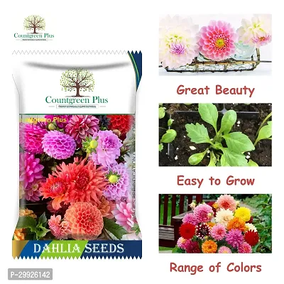 Countgreen Plus Dahlia Mixed Flower Seeds for Home and Garden Seed  (200 per packet)-thumb2