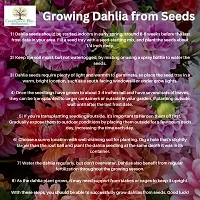 Countgreen Plus Dahlia Mixed Flower Seeds for Home and Garden Seed  (200 per packet)-thumb4