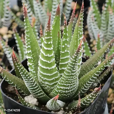 zebra howarthia plant