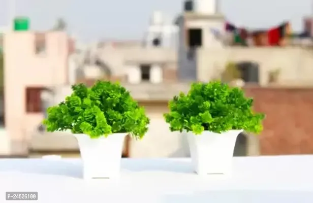 Artificial Plant For Home Decoration Pair Set Of 2 Small Table Plant For Office ,Balcony ,Dining Table. Its Hight 12Cm And It Is Made With Plastic. Bonsai Wild Artificial Plant With Pot (12 Cm, Green)