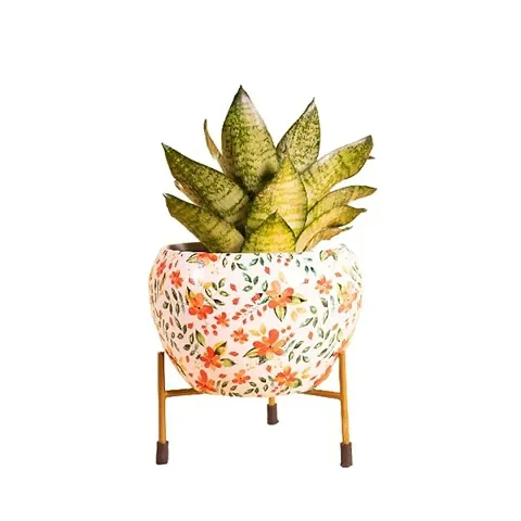 Trendy Plant & Planters 