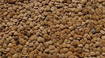 Brinjal Seeds::Bengan Beej-thumb2