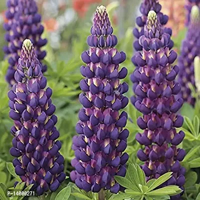 Lupine Flower Seeds::Lupine Plant Seeds::Lupine Seeds for gardening::Lupine seeds