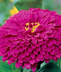 Zinnia Plant Sees-thumb2