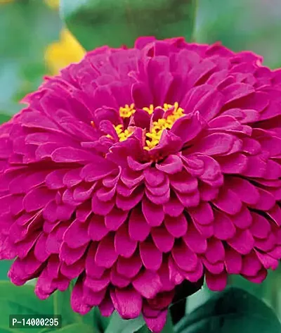 Zinnia Plant Sees-thumb3