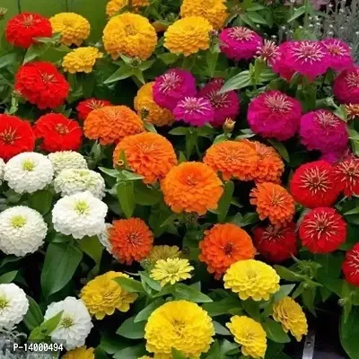 Zinnia Double Mixed Flower Seed 50 per packet-thumb0