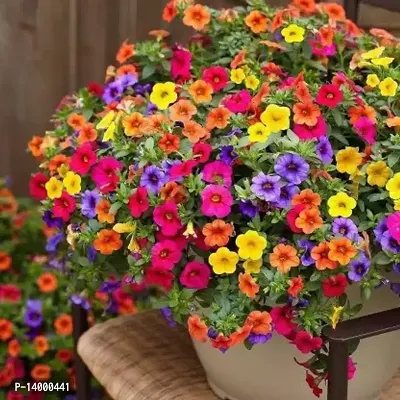 PETUNIA MIXED FLOWER Seed 30 per packet-thumb0