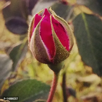 BALSAM/ROSE FLOWER SEEDS