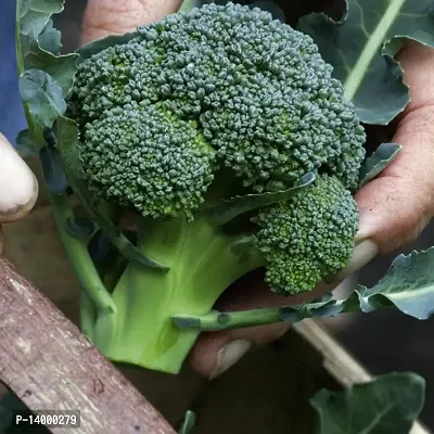 Broccoli/ Brassica Oleracea-thumb2