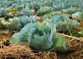 Band Gobhi seeds::Cabbage Seeds-thumb2