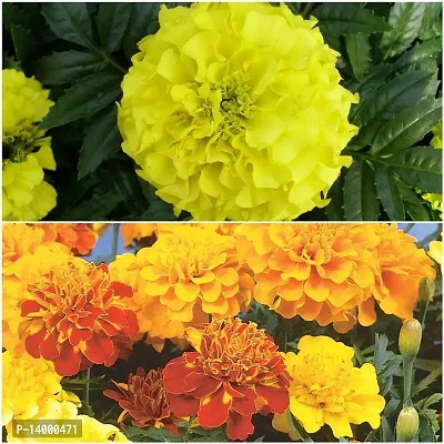 Marigold Dwarf Yellow Flower Seeds-thumb0