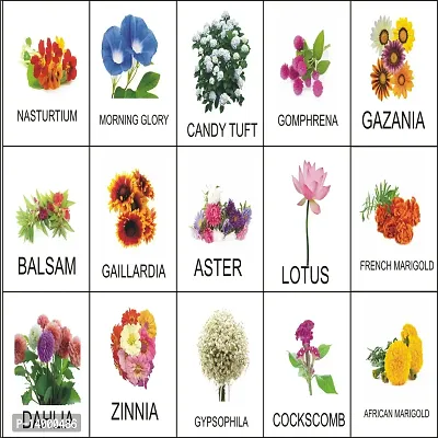 15 Variety Flower Seeds Combo Pack For Terrance Garden