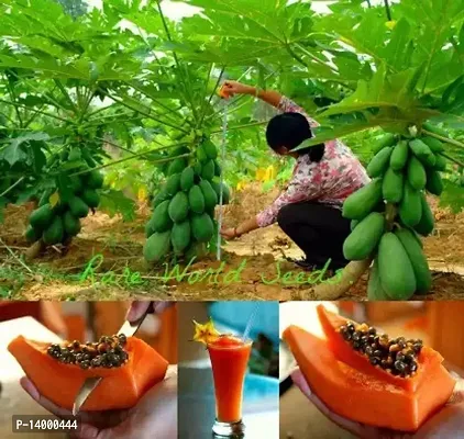 Papaya Seed 100 per packet