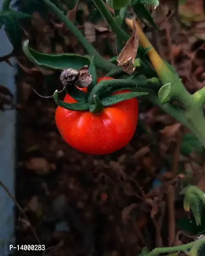 Dwarf Red Cherry Tomato