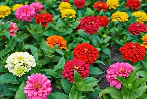 Zinnia Plant Sees-thumb1