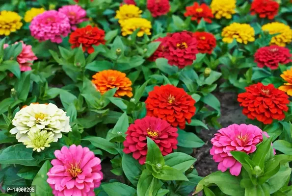 Zinnia Plant Sees-thumb2