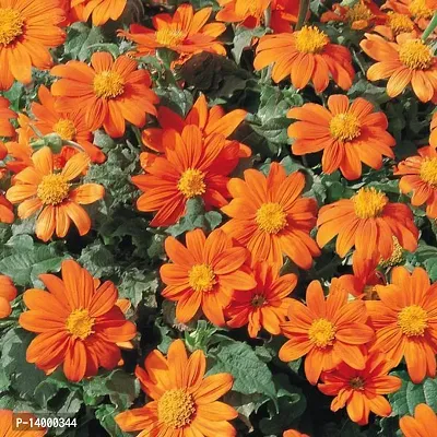 Tithonia