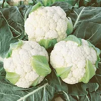 Cauliflower seeds::Phool Gobhi Seeds-thumb1