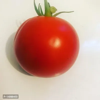 Tomato-thumb0