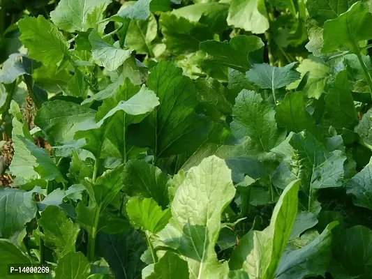 Green Spinach (Palak) Vegetable Seed (Best Quality Seeds)