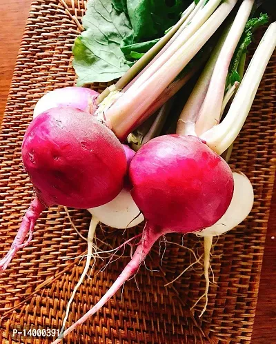 Red Turnip