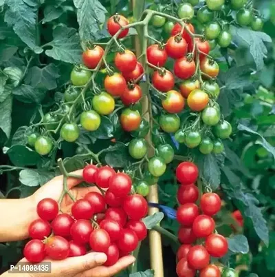 CHERRY TOMATO Seed 50 per packet-thumb0